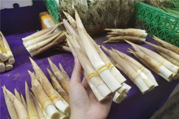 Experience the peak season for whip bamboo shoots