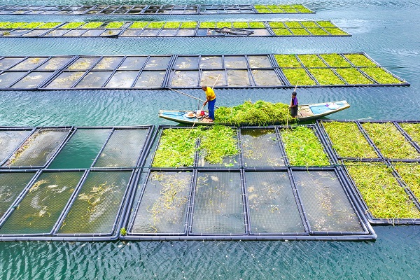 Floating farms help purify Qiandao Lake in Zhejiang