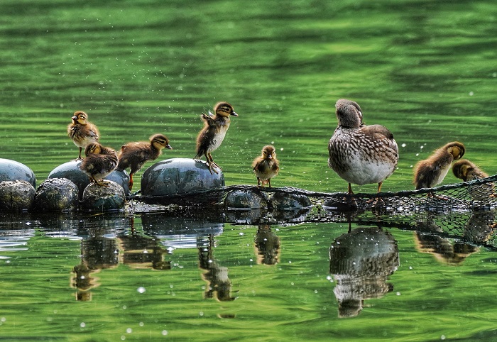 West Lake sets record with latest mandarin duck hatchlings