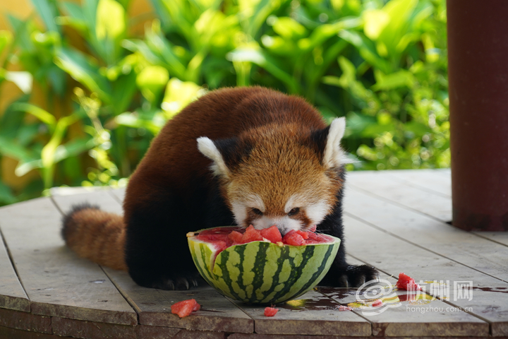 Hangzhou zoo animals delight visitors with watermelon antics