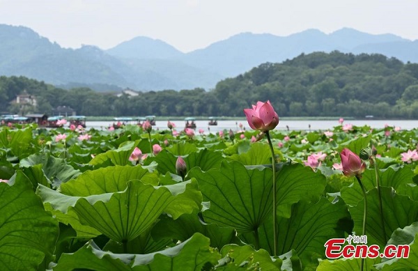 West Lake's lotus flowers in full bloom in Hangzhou