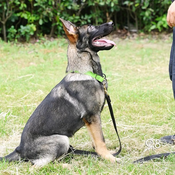 警犬3.jpg
