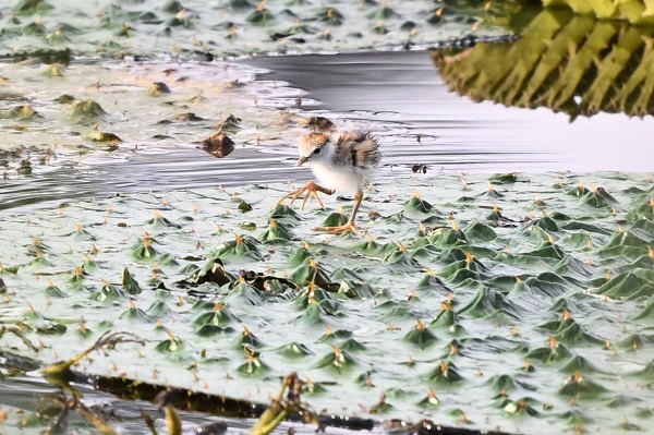 Jacana birds return to Xixi Wetland, in win for biodiversity