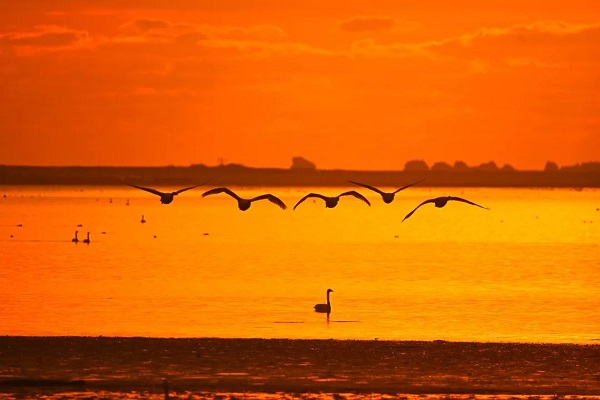 Enjoy a ravishing dawn spectacle at Qiantang Bay Wetland Park