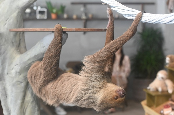 Hangzhou's new Sloth Cafe boasts wacky Latin American charm