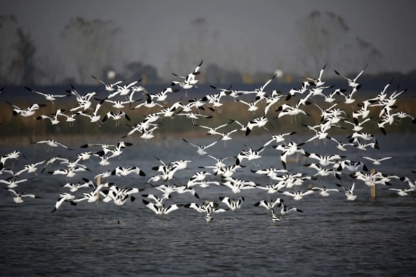 Discover haven for migratory birds in Qiantang
