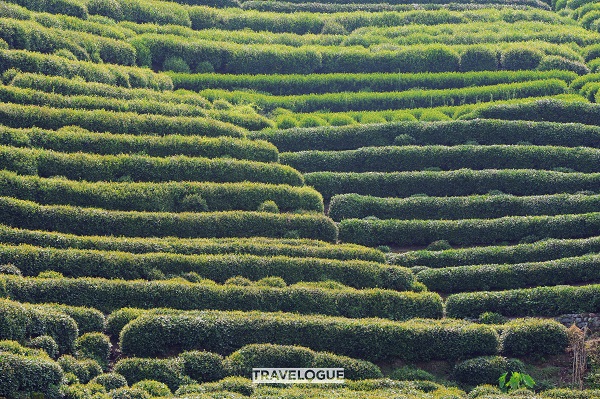 Longjing tea plantations in Hangzhou