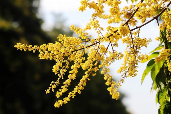 Enjoy a golden floral canopy in Qiantang
