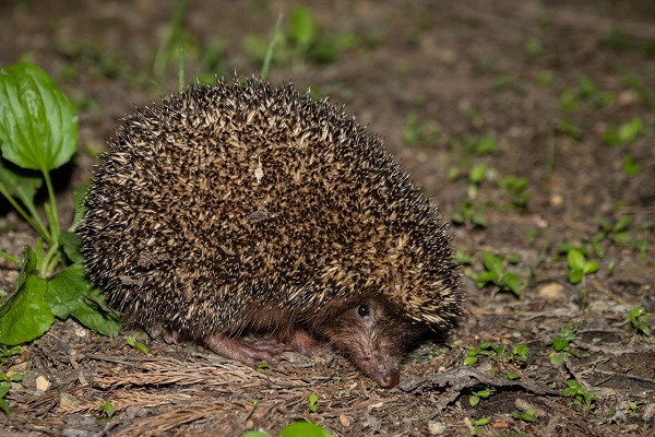 Hangzhou records nearly 700 terrestrial vertebrate species