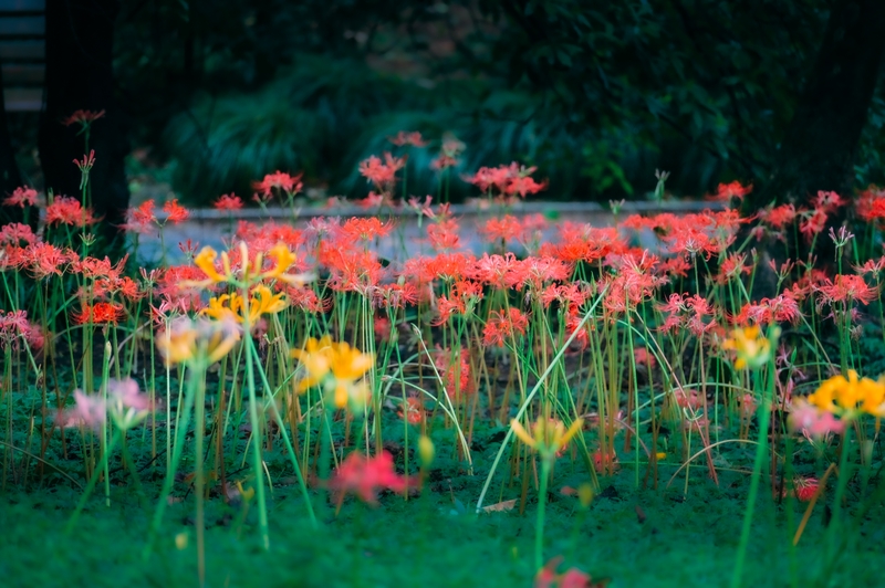 花2.jpg