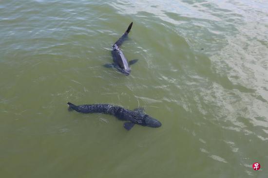 Hangzhou deploys bionic robotic fish in West Lake for item retrieval, ecological monitoring