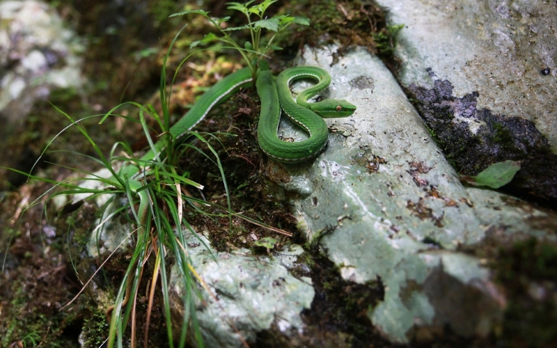 Zhejiang survey records over 13,600 species