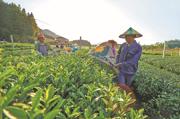 'New-style' Chinese tea drinks awe global consumers