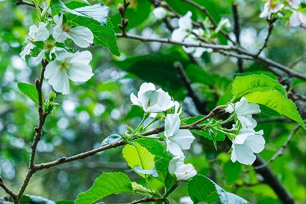 花4.jpg