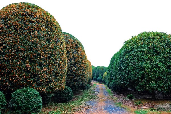 Mushroom-shaped osmanthus trees turn Hangzhou garden into fairytale autumn scene