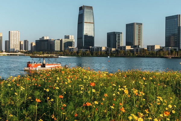 Enjoy an orange sea of cosmos in Qiantang