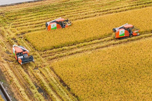 Harvest season returns to Hangzhou's 'paddy field CBD'