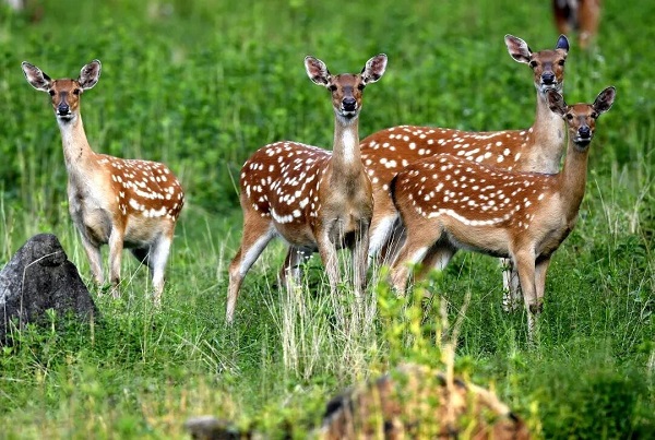 Man honored for 36 years of protecting deer, forests
