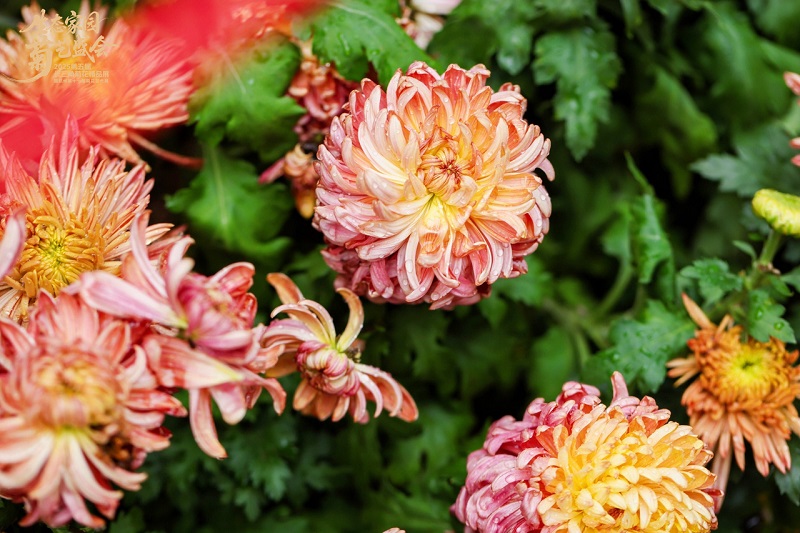 1761817420711049321.jpg 菊展4.jpg