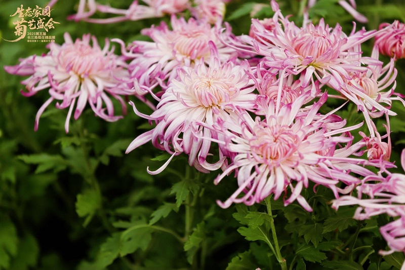 1761817432396045634.jpg 菊展5.jpg