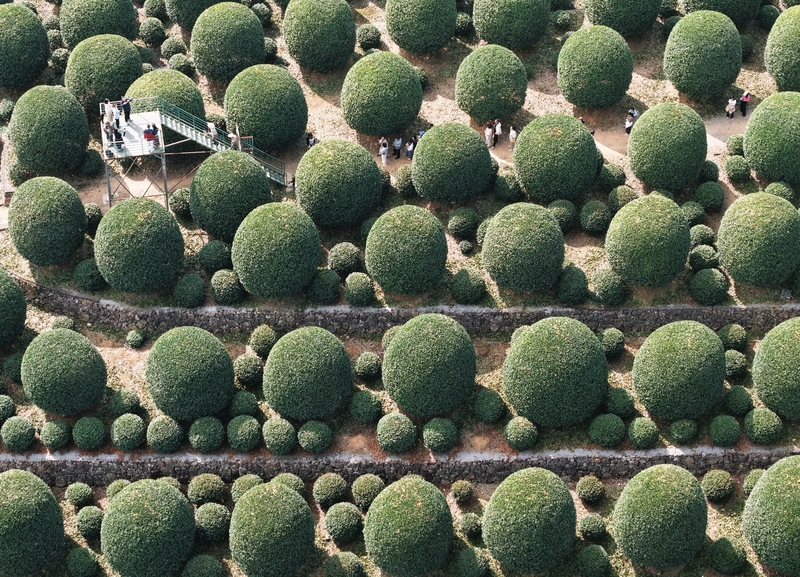'Meat-floss balls' of autumn