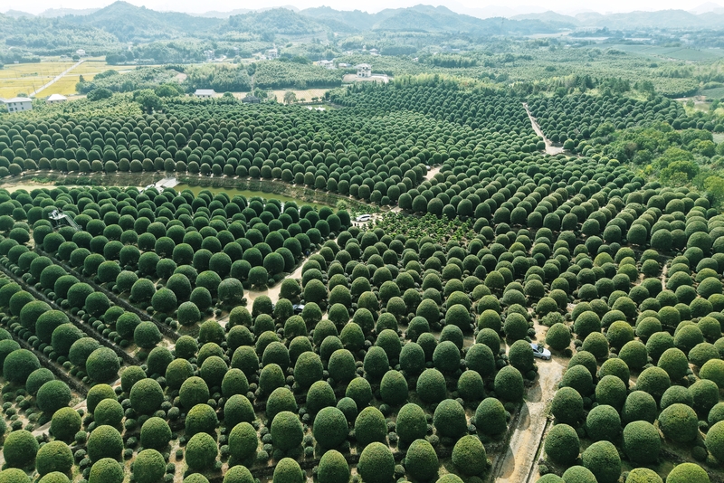 1761817734732015479.jpg 桂花2.jpg