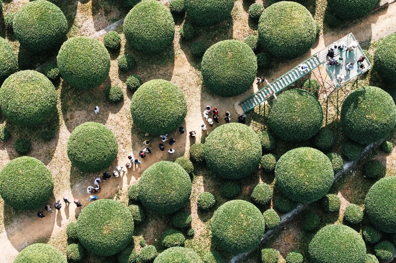 1761817747393013416.jpg 桂花3.jpg