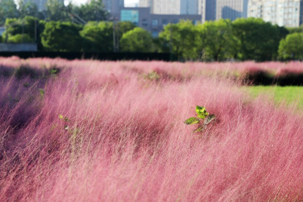 Dreamy pink muhly grass blooms in Hangzhou
