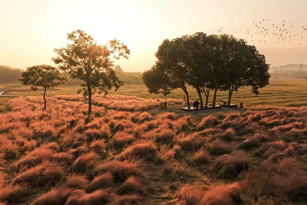 Discover enchanting pink muhly grass at Liangzhu site