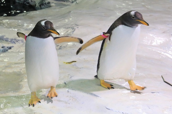 Penguins tie the knot at Hangzhou's polar ocean park