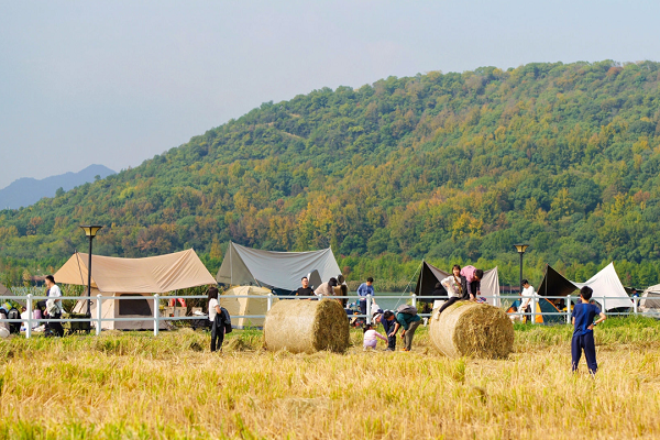 Hangzhou's giant Swiss rolls go viral — but they're actually for the fields