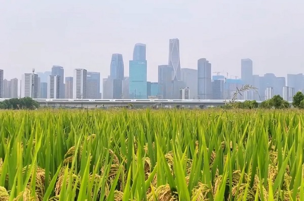Rice harvested in paddy field in Hangzhou