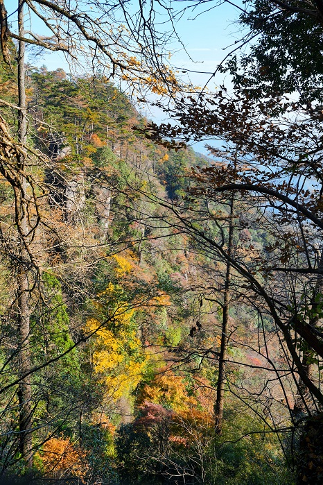 1763352989158092696.jpeg 天目山4(1).jpeg