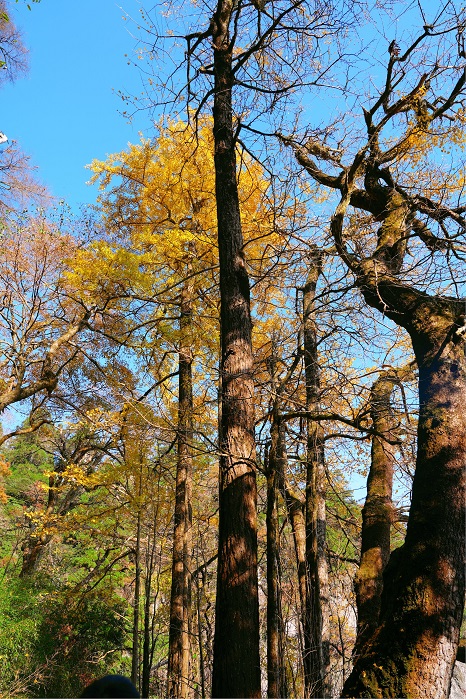 1763353004029032480.jpg 天目山1(1).jpg