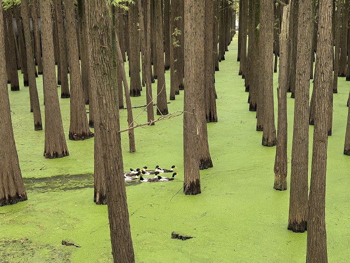 1763436674421098650.jpg 青山湖2(1).jpg