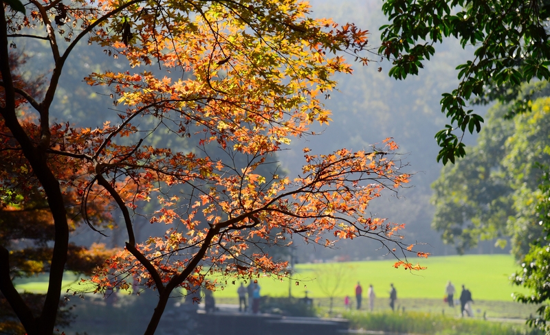 Hangzhou welcomes early winter with vibrant scenery, seasonal traditions