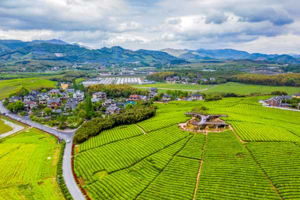 First China matcha conference to debut in Jingshan Mountain