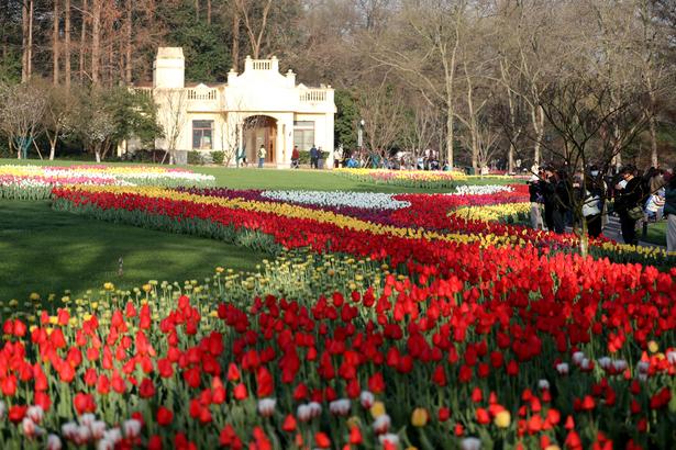 400,000 tulip bulbs planted for 2026 spring bloom at Taiziwan Park