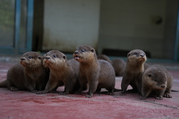 Hangzhou Safari Park welcomes rare septuplet otter pups