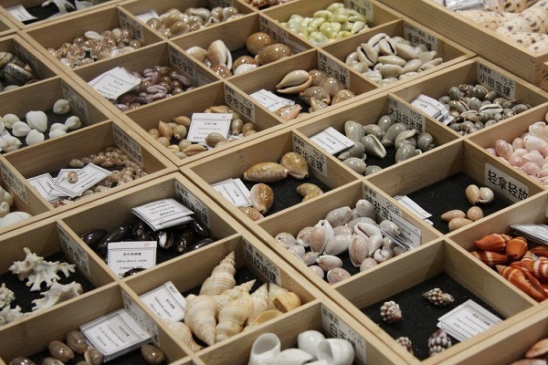 Global shell exhibition opens in Hangzhou