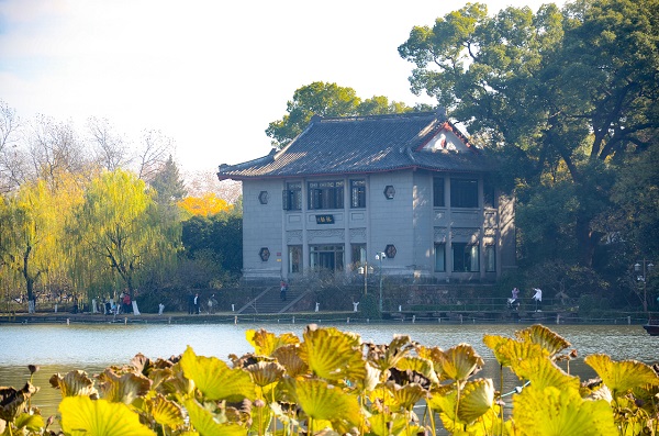 Hangzhou's early winter blooms: A quiet grand finale