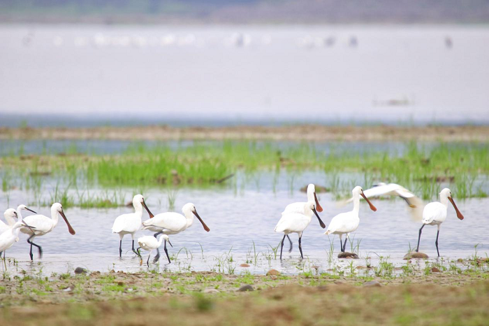 Rare Siberian cranes spotted again in Yuhang