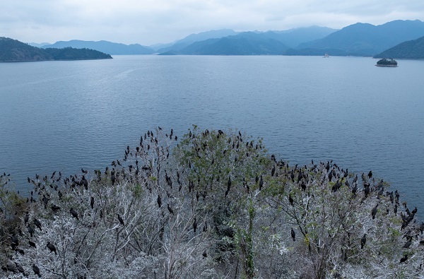 Cormorants arrive at Qiandao Lake for winter