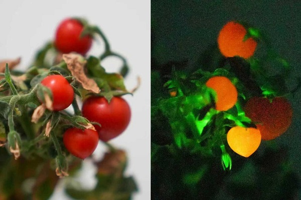 Zhejiang University scientists create self-glowing plants