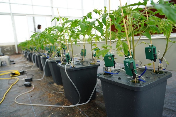 Qiantang adds two new provincial-level digital agriculture factories