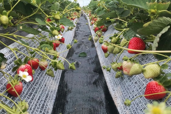 Jiande strawberries hit the market, delayed but worth the wait