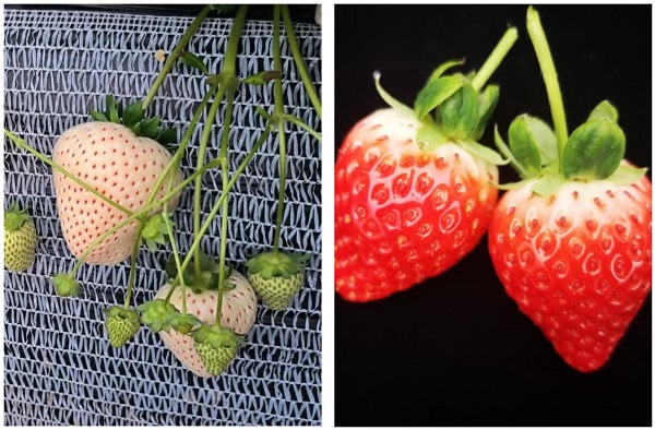 草莓2.jpg