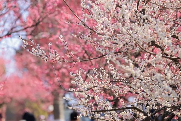 Scenery of plum, wintersweet blossoms in winter