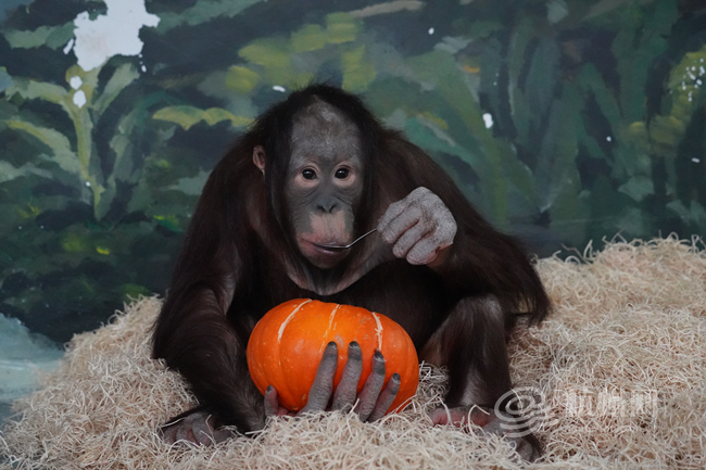 Animals celebrate Laba Festival with adorable food show