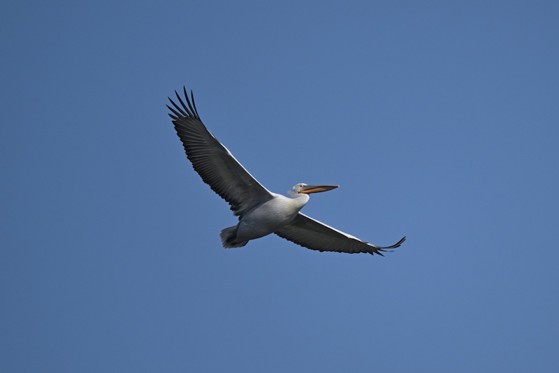 Rare Dalmatian pelican spotted over Qiantang wetlands